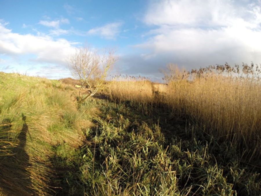 reeds along the river shannon