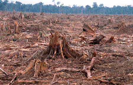 A cleared forest in Riau province, Sumatra