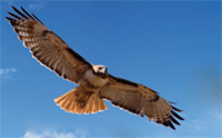 photo of new york state red-tailed hawk